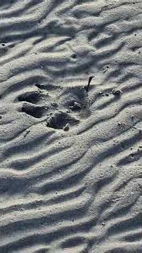 The beach itself speaks nicely