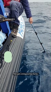 Good luck, Gus! Authorities have released the emperor penguin found on an Western Australian beach and are hopeful he will find his way home to Antarctic waters. | ABC Great Southern