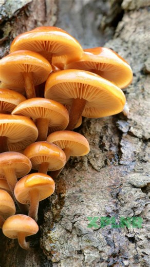 The science behind how trees talk to each other