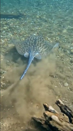 Scientific POV: Life of a Freshwater Stingray | Exploring the Riverbed (Stingray Cam)