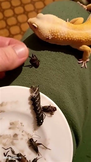 попытка покормить Федюшу номер какая-то