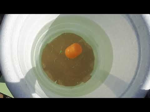 Water Vortex and Green Drops