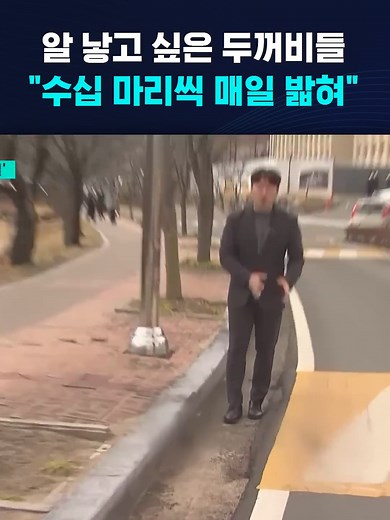 두꺼비 도로알 낳고 싶은 두꺼비들…