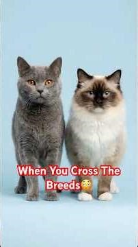 What Happens When You Cross a Chartreux Cat with Other Breeds? 😲”