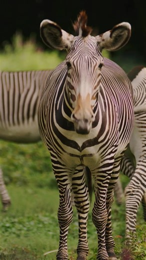 Spend spring with the lions, zebras, hyenas, giraffes, and more at the African Plains. | Bronx Zoo | Facebook