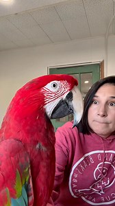 Ruby really woke up choosing “chaotic good” energy and I’m just over here as her emotional support human, trying to keep up. This is your periodic reminder that yes, she’s still here, she’s still ridiculous, and she’s still doing whatever she wants, whenever she wants. Enjoy today’s episode of Ruby Runs the World, starring one green-winged menace and the woman legally obligated to adore her. #birdbitch #birdsandbeaksnation #BirdPower #macaw #greenwingmacaw #birdrescue #parrotlife #funnybirds #vi