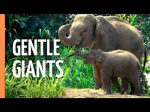 Giants of the Earth: The Majestic World of Elephants | Full Documentary
