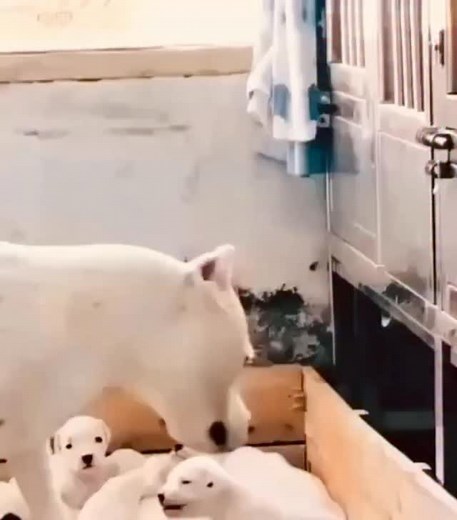 Der Hund kann sich nur verändern, wenn sein Mensch sich verändert! Soweit so gut, doch wusstest du, Dass es auch Hunde gibt, die mit einer „ordentlichen Portion Frechheit“ und Dominanz auf die Welt kommen? Im heutigen Video siehst du, so ein „Modell“, dessen Naturell der Widerspruch zu sein scheint 😅. Manche Welpen sind sozusagen kleine “Verhandlungskünstler”, die ihre Menschen mit Charme, Ausdauer und Dickkopf testen. Und genau da beginnt deine Aufgabe: Solche Hunde brauchen beharrliche, cleve