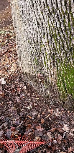 11 reactions | This 200-foot Oak tree is rotting. | Anthony Rubeo Outdoors | Facebook