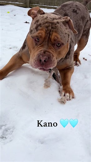 Handsome American Bully Showcasing Fun in the Snow