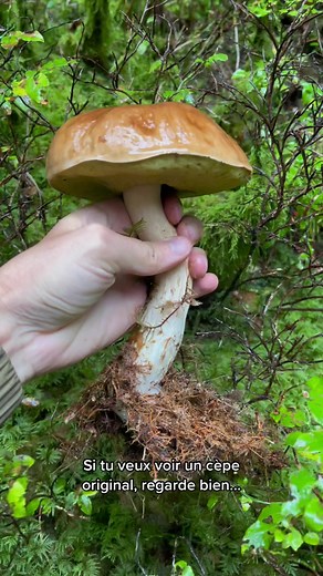 Les bons champignons sur TikTok