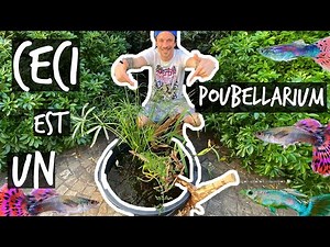 A MINI POND FOR GUPPIES WHEN YOU HAVE NO MONEY! - TOOPET