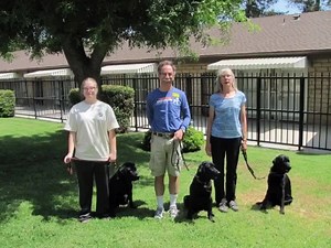 1.4K views · 99 reactions | Congratulations to Guide Dogs of...