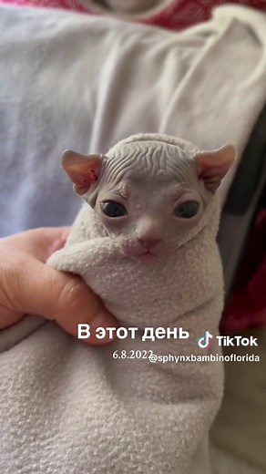 Adorable Sphynx Kittens Playing and Meowing