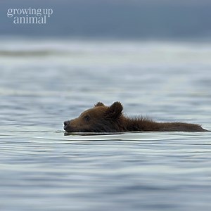 71K views · 1.5K reactions | Just-keep-swimming mentality  With the tide suddenly changing and water levels rapidly rising, these grizzly cubs have no choice but to dive into action and follow their mama to safety.  #GrowingUpAnimal is now streaming on Disney+. | National Geographic Animals | Facebook