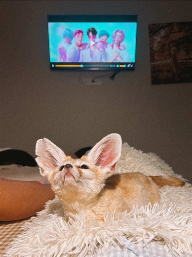 Жевать и орать: Лиса в действии!