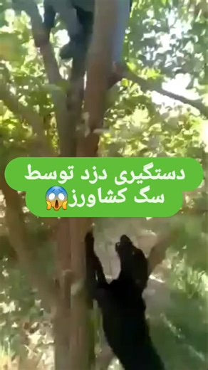 ‎کلیپ لاتی 🇯🇵‎ on Instagram: "👑 THE GOAT DEBATE IS OVER. CR7: THE ALGORITHM OF GREATNESS. They claimed: ❌ “Past his prime.” ❌ “Finished at [Previous Club].” ❌ “He’s just about the goals now.” But legends don’t retire; they redefine the game’s limits. Cristiano Ronaldo doesn’t just play football; he rewrites the manual on human potential. When he steps out, you’re watching a military-grade machine built for one purpose: Victory. ✅ 🥇 Goal King: All-Time International Scoring Record Holder (Sti