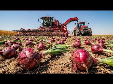 How American Farmers Harvest 9 Billion Pounds of Onions
