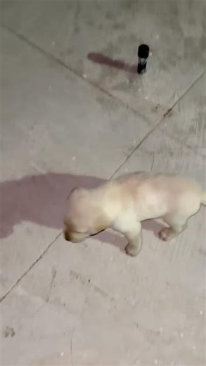 cute mom nd baby 😍 #pets #dog