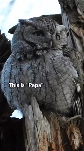 I hope you enjoy this adorable screech owl family I filmed. #EasternScreechOwl #ScreechOwl #HootForJustice #SaveBarredOwls #CanadianWildlifePhotographer #CanadianWildlife #TheeOwlQueen | Thee Owl Queen