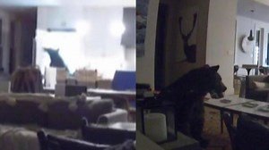 A bear wandered into a California home, took some taco meat out of the fridge, and brought it into the living room to eat, scaring some teenagers watching TV. https://ietv.co/33LJcD5 | Inside Edition
