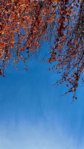 Each year, the leaves dance in Frog Baby Fountain. What’s your best fall memory on Ball State’s campus? Be sure to soak in the color while we still have a bit of warmth this season! #ballstate #wefly #indiana #color #fall #nature #timelapse #autumn #beauty #water #flow #fountian #meditate #amazing #change #seasons #vibrant #sunset #sky #trees #love #community #college #university #studentlife #student #campus #life | Ball State University