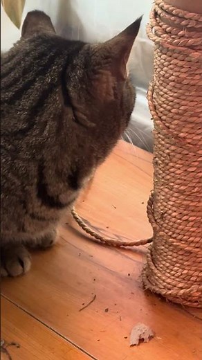 Not a Creature Was Stirring, Not Even a Mouse...Ok, well maybe one little mouse!