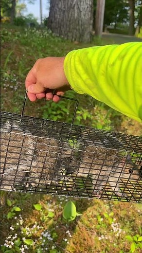 Wood siding won’t stop squirrels from chewing in