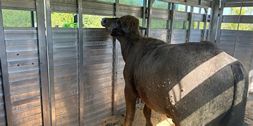 Aggressive’ water buffalo that escaped slaughter in Iowa captured after dayslong search