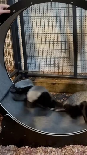 153K views · 6.3K reactions | They immediately just tried to destroy it 說說 shocker!! #honeybadger #animallover #hamsterwheel | Buckeye Honey Badgers | Facebook