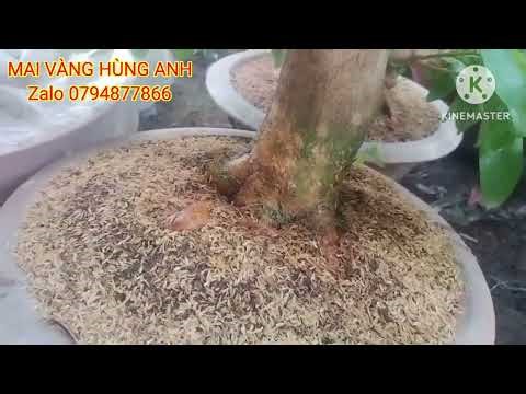 Share how to take care of newly planted mai trees