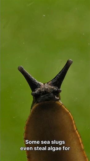 Slugs Have Thousands of Teeth #life #facts #lifeonearth