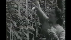 155K views · 1.8K reactions | #OnThisDay 1957: Panorama reported from Switzerland on the bumper spaghetti crop growing from the trees there. You can see a collection of videos like this one on the BBC Archive website: https://www.bbc.co.uk/archive/april_fools/znqdd6f | BBC Archive | Facebook