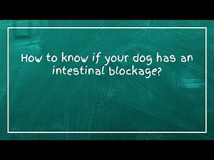 How to know if your dog has an intestinal blockage?