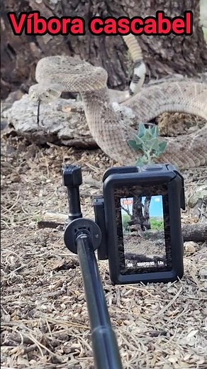 Víbora de cascabel #snake #wildlife #serpientes