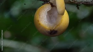 The edible fruit of a Sapotillo tree (Matisia obliquifolia, family Bombacaceae). The fruit emerge from the branches, rather from new growth, termed cauliflory.
