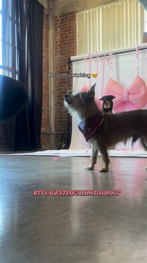 Suzy The Dog Karloff the Werewolf on Instagram: "This is better than watching the Super Bowl. 😌 Can’t wait for the photos 😍😍 📸 : @petshotstudios"