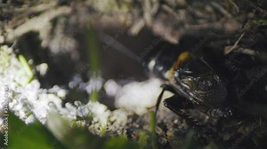 Field cricket (Gryllus campestris) at the burrow