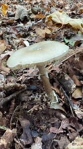 52K views · 506 reactions | Possibly the most deadly mushroom in the UK. The Deathcap :) #wildfooduk #foraging #wildfood #wildmushrooms #foragingcourses #foraginguk | Wild Food UK | Facebook