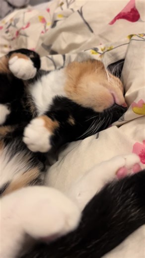 Little miss princess #fyp