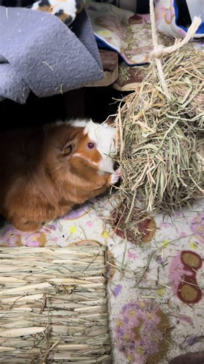 Guinea Pigs Feasting on Hay #animals #cute #guineapig #pets #fluffy