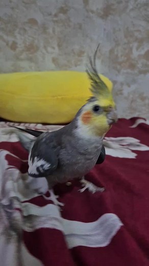 🤦‍♀️🤣#Daffy #Boomerang #animallover