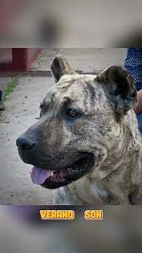 Cimarrón Uruguayo: El Perro Nacional de Uruguay – Valiente, Leal y Libre como el Viento