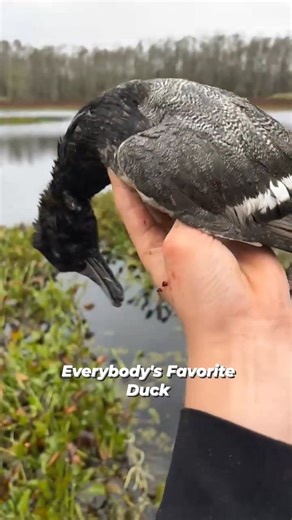 Nothing Says ‘Here We Go’ Like a "Dos Gris" at Sunrise! #scaup #duck #waterfowl #public | Last Stop Waterfowl Outdoors