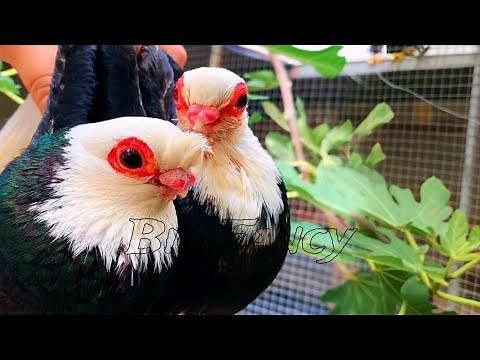 Rare and Beautiful Fancy Pigeons: Best Breeds & Farm Footage Compilation.