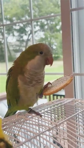 Parrot eats junk food | monk parakeet | Quaker | mithu | August 1, 2026