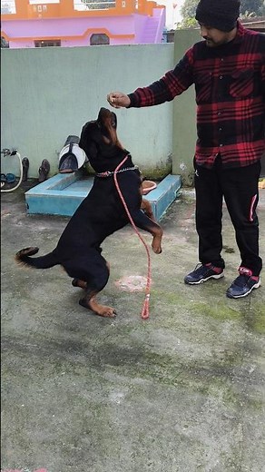 Daku’s Obedience Training The Secret to a Perfect Rottweiler