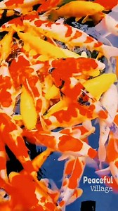 457K views · 6.6K reactions | Colorful KOI Fish Pool in the Village! | Peaceful Village | Facebook