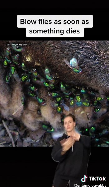 Forensic Entomology: Understanding Blow Flies and Time of Death