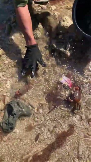 Catching Small Crabs by Hand at the Beach! 🦀